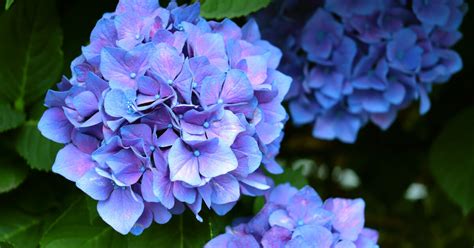 室外耐陰植物|日陰でも育つ屋外のおすすめ植物 